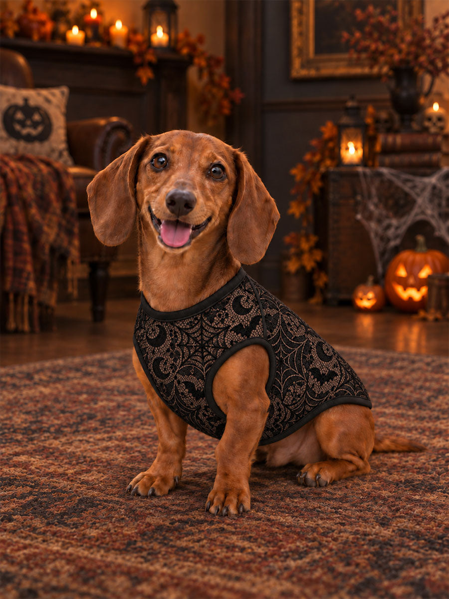 Halloween-print dog vests